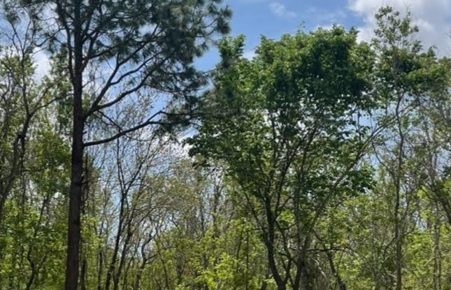 0 Ash Dr, Brazoria, TX 77422 - photo 1