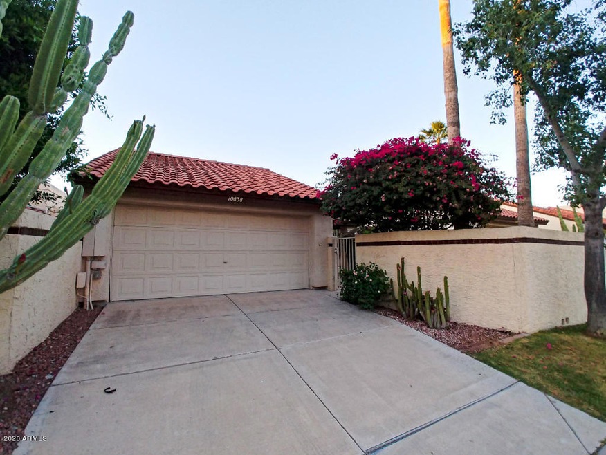 Yucca-25