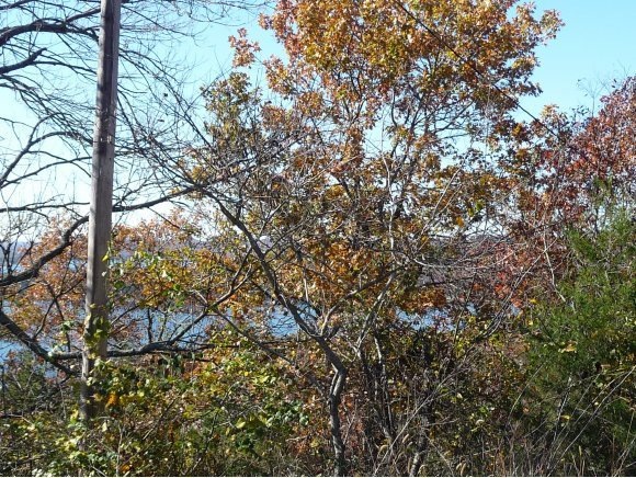 Lot 8 Joe Bald, Kimberling City, MO 65686 - photo 1