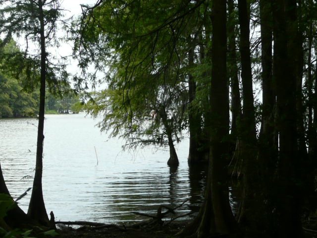 Main View