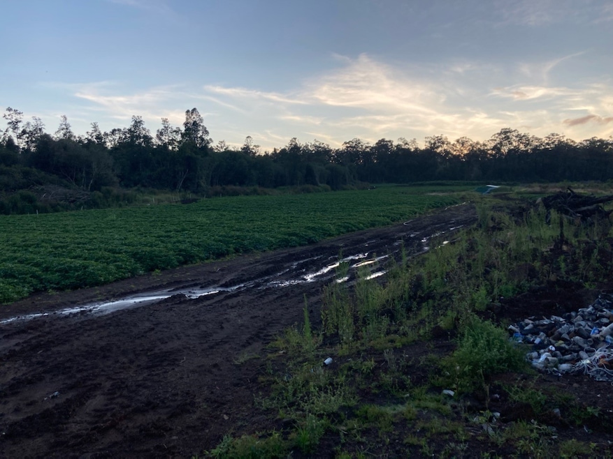 EXCELLENT SOIL AND PREPPED FIELDS, READY TO REAP THE REWARDS OF YOUR FARM LABOR! SWEET POTATOES ARE PRESENTLY BEING FARMED SUCCESSFULLY! MANY OTHER CROPS CAN BE PLANTED: LEHUA TARO, GINGER, TUMERIC, CABBAGE.......