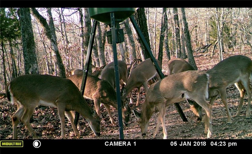 14189 Sugar Mountain Rd, West Fork, AR 72774 - photo 1