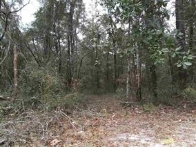 0 Purify Bay Rd unit x 242023, Crawfordville, FL 32327 - photo 1