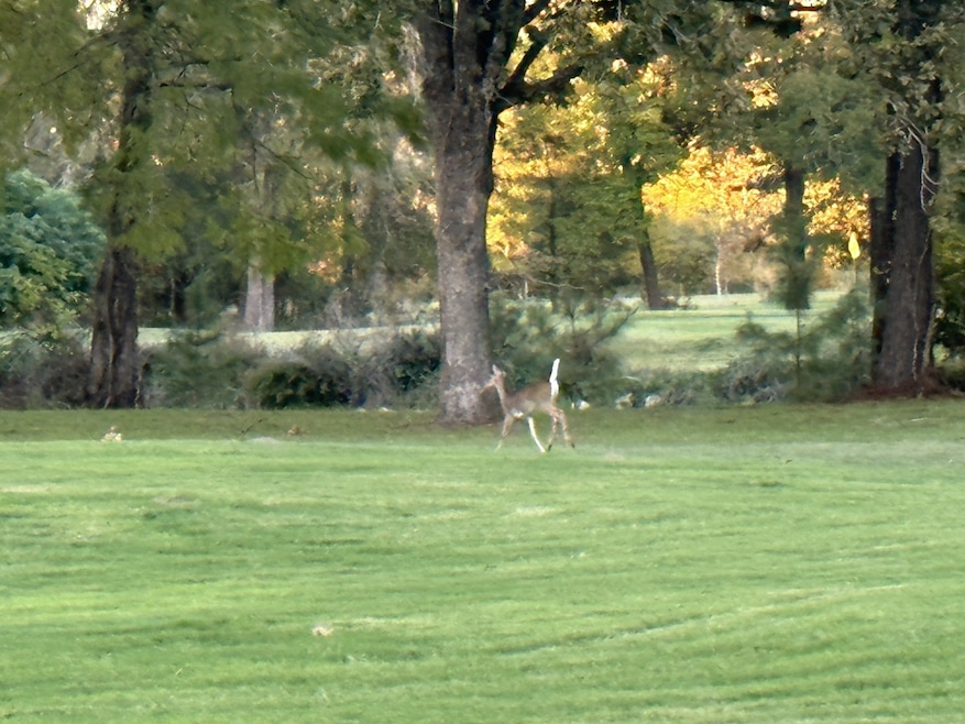 See deer almost every day