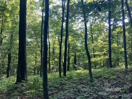 Trees