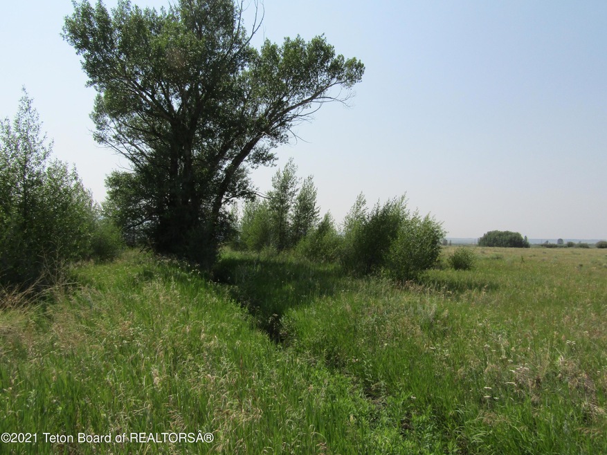 1 Nice large cottonwoods along south