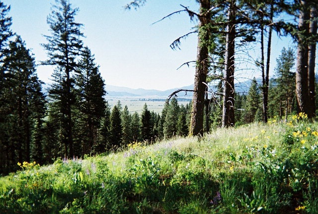 Main View