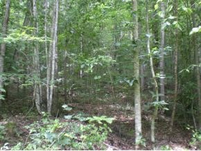 East TN Unrestricted Woodland