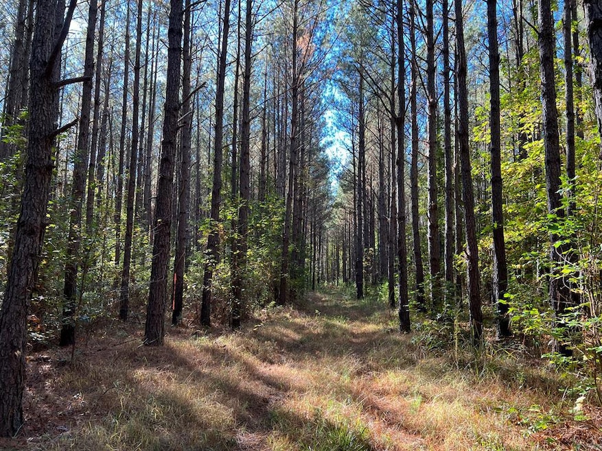 TBD Hooks Rd, Pittsview, AL 36871 - photo 1