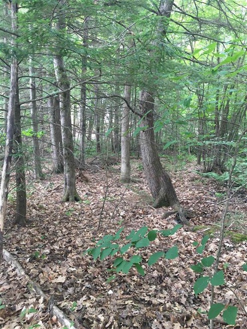 68 Centennial Dr unit Lots 10-5-3 & 4, Webster, NH 03303 - photo 1