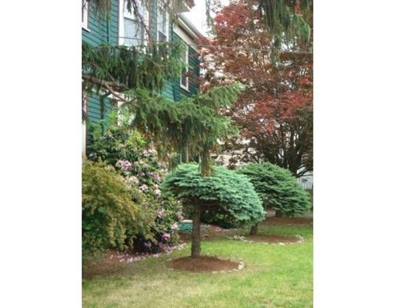 1 Aldie St unit 2, Allston, MA 02134 - photo 1