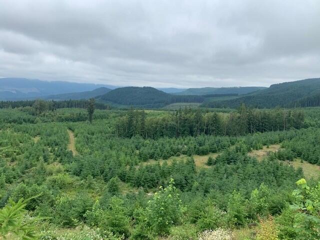 Reprod Trees