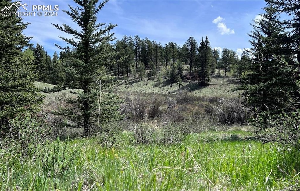 View of local wilderness