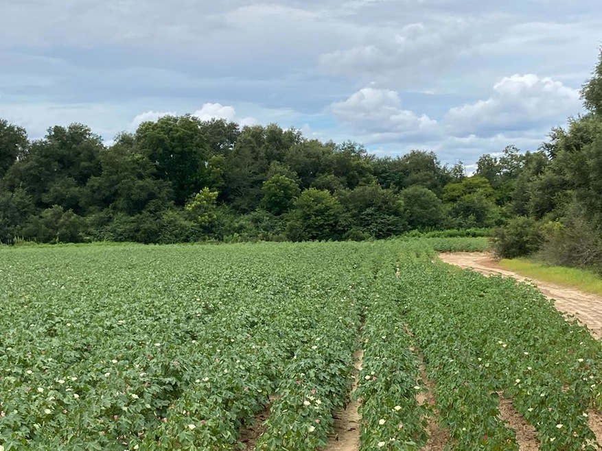 0 Sandspur Loop, Baconton, GA 31716 - photo 1