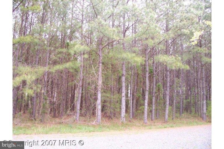 29196 Buck Rub Rd, Trappe, MD 21673 - photo 1