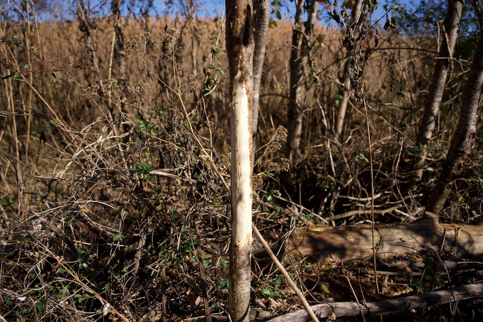 7 Barlow Rd, Rock Island, TN 38581 - photo 1