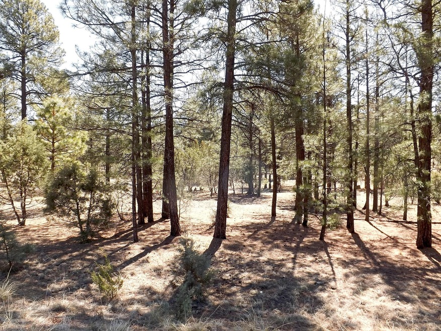 Lodgepole