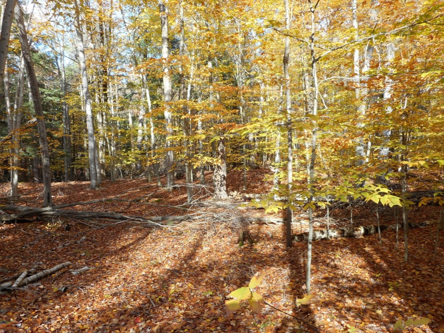 DSCN0040