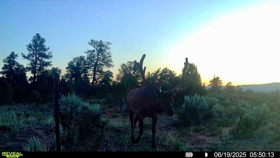 0 Nsn Forest Road 131 C unit 25747171, Tierra Amarilla, NM 87551 - photo 1