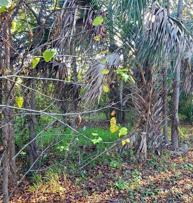 Vegetation right side of lot.  Surrounding area of