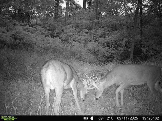 40 Acre unit Walnut Lane, Richland Center, WI 53581 - photo 1