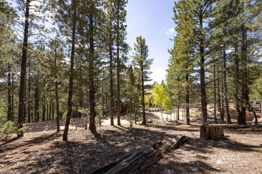 Tall Ponderosa Pine Trees
