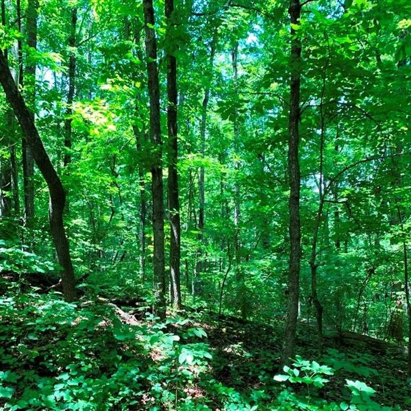 2706 Vaughandale Cir, Gainesville, GA 30506 - photo 1