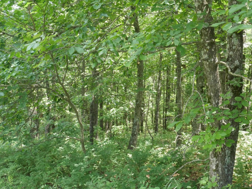 Tbd Tract #1 Private Rd 1197, Aurora, MO 65605 - photo 1