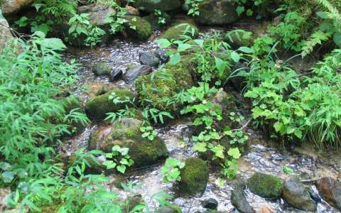 LT 21 Richlen Ridge Rd, Morganton, GA 30560 - photo 1