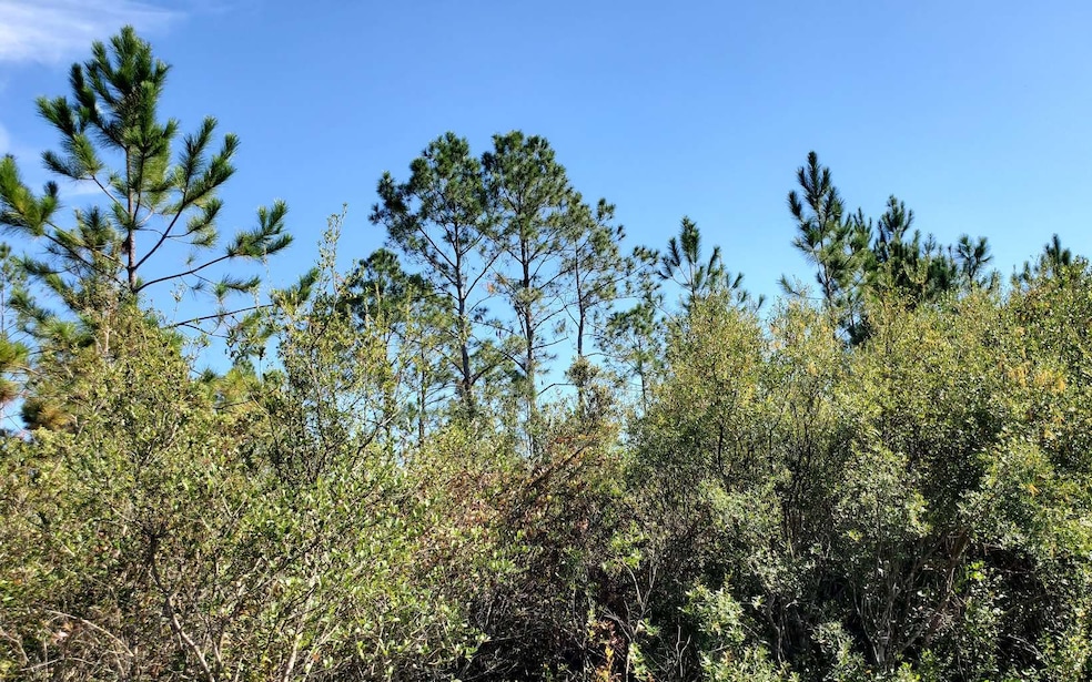 0 SW Brown Rd, Lee, FL 32059 - photo 1