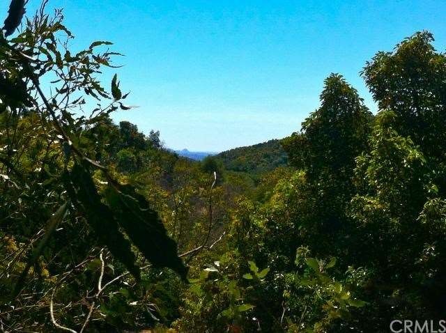 View toward the coast from top of grove.