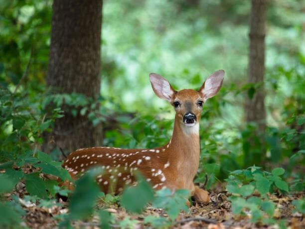 DEER WOODS