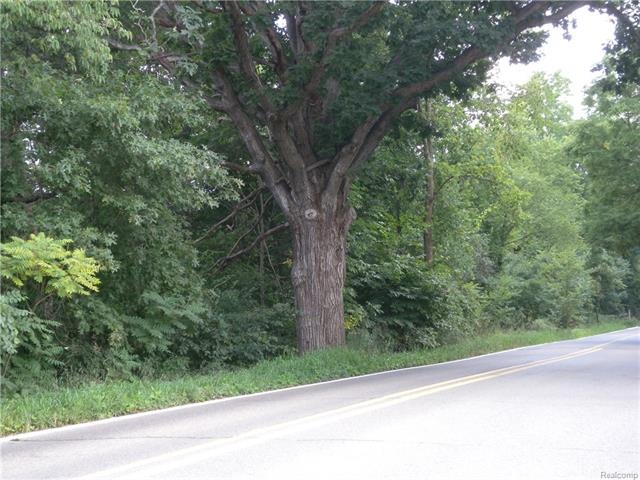 Big tree in front of Porter Property.JPG