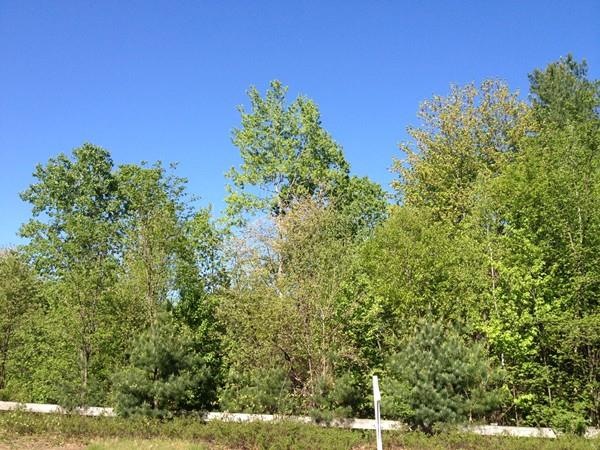 20 Fox Run Rd, Bolton, MA 01740 - photo 1