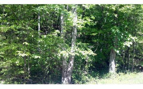 556 Satsuma Ct, Ellijay, GA 30540 - photo 1