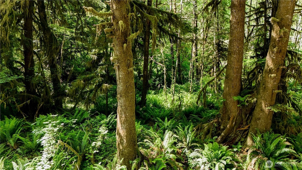 99994 Dowan Creek Rd, Forks, WA 98331 - photo 1