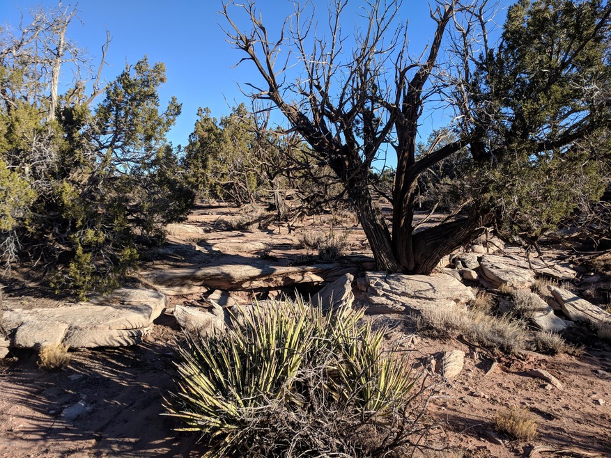 rock outcrop