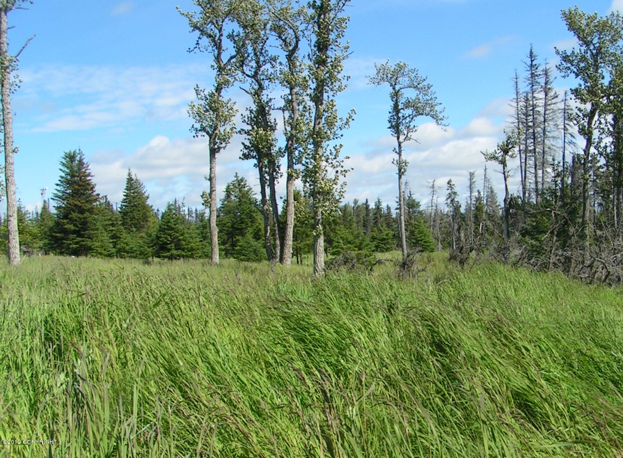 Grassy field