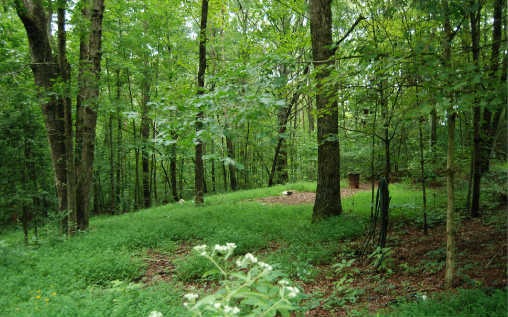 Main View