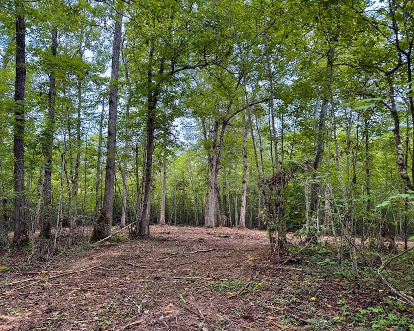 Tract 6 Sheep Ranch Rd, Robbins, TN 37852 - photo 1