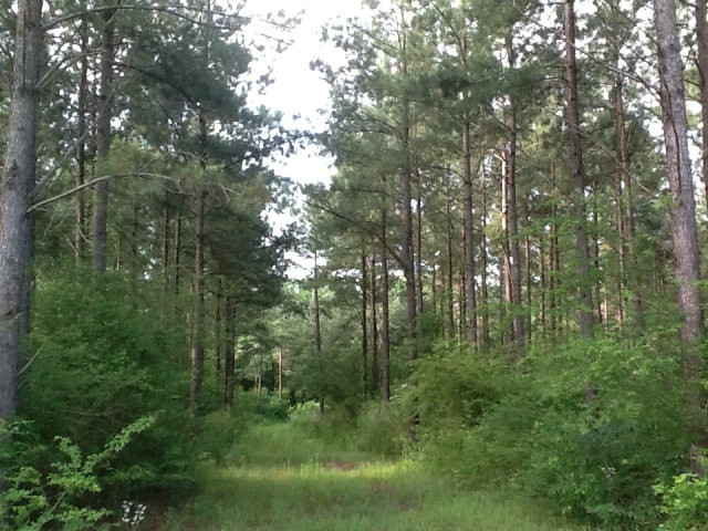 234 Enon Sartinville Rd, Jayess, MS 39641 - photo 1