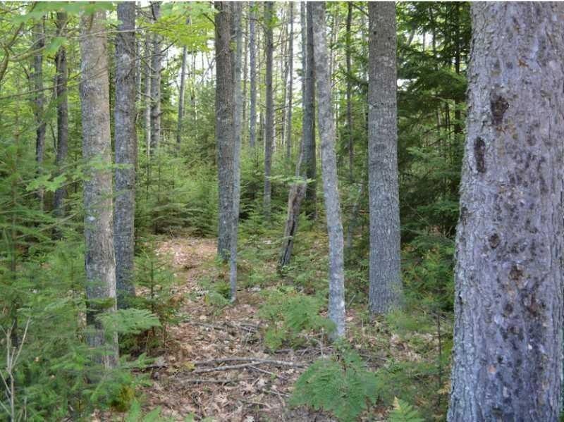 Lot 1 Bunchberry Ln, Harpswell, ME 04079 - photo 1