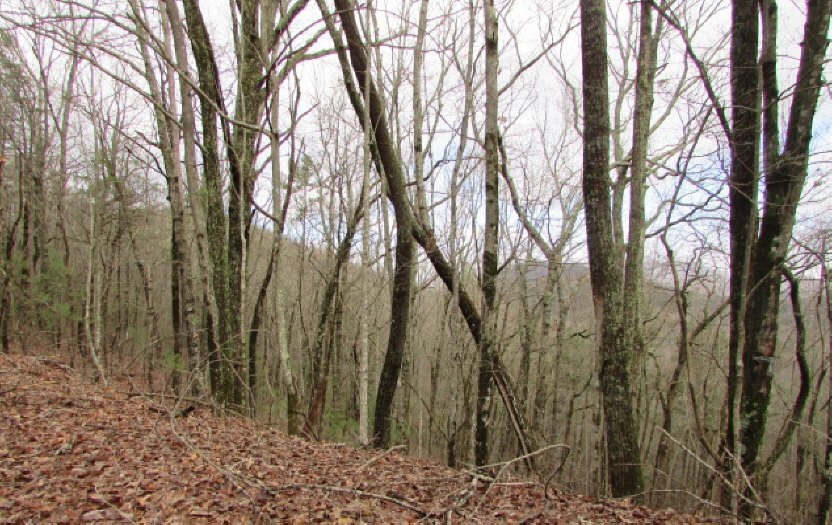 Main View
