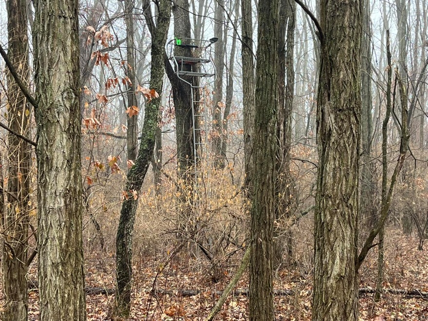Woods