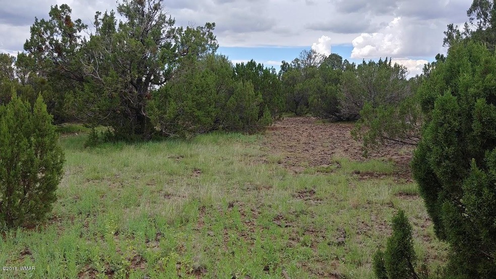 Mature Juniper Trees