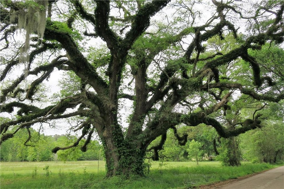 Incredible Registered Live Oak