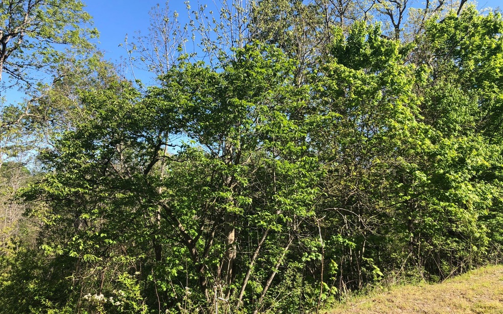 LT 26 Winding Creek Rd, Blue Ridge, GA 30513 - photo 1