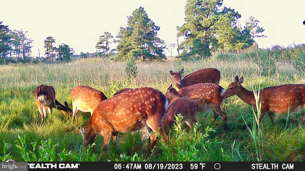 2936 Lakesville Rd, Church Creek, MD 21622 - photo 1