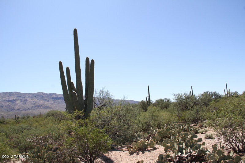 Saguaro's