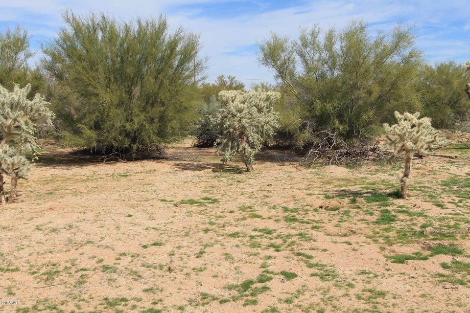 Cholla Rd